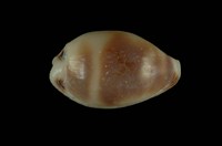 藏品(肥熊寶螺)的圖片